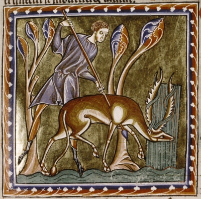 Анталоп. Рукопись Бодлеянской библиотеки (MS Ashmole 1511, fol.014r.)
