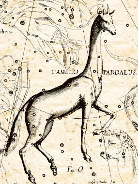 Camelopardus из атласа Яна Гевелия