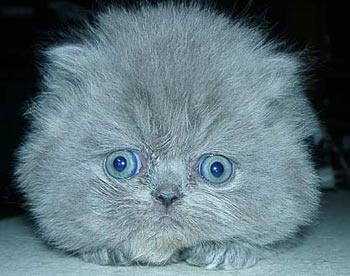 cat_10