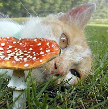 cat_16
