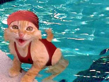 cat_20