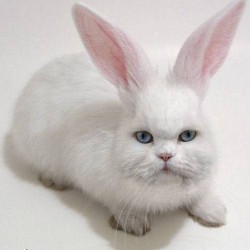 catrabb