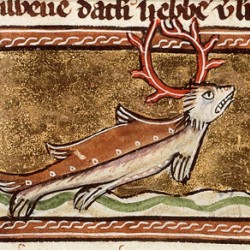 Морской олень. Иллюстрация из рукописи Национальной Нидерландской библиотеки