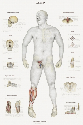 Анатомический рисунок курупира за авторством Вальмора Корреа