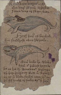 Раудкембингур (сверху) и гроссвалур (внизу) из "Естественной истории Исландии" Йона Гудмундссона (JS 401 XI b 4to), 1590-1634