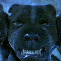 Пушок. Кадр из фильма "Гарри Поттер и философский камень" (2001)