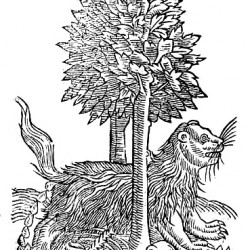 Гулон. Иллюстрация из книги Эдварда Топселла "История четвероногих животных"