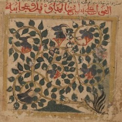 Арбузы ал-Хавана. Рукопись Бодлеянской библиотеки (MS. Arab. c. 90, fol. 26v.)