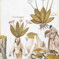Мандрагора. Иллюстрация из манускрипта XV-XVI веков