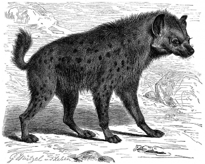Пятнистая гиена. Иллюстрация из словаря Мейера (Meyers Konversations-Lexikon, 1897)