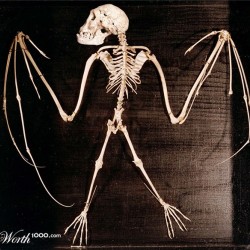 Скелет крылатого гуманоида (возможно, гарпии)