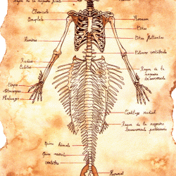 Скелет русалки (рисунок)