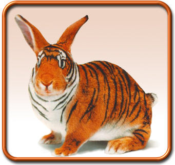 Tigerabbit