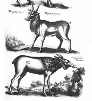Трагелаф и гиппелаф. Иллюстрация из книги Яна Йонстона Ioannis Ionstoni Theatrum universale omnium animalium quadrupedum