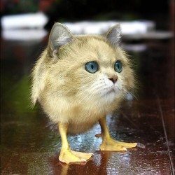 utkokot