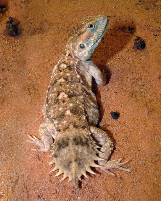 Ксенагама Тейлора (щитохвостая агама) — ящерица, встречающаяся в Сомали
